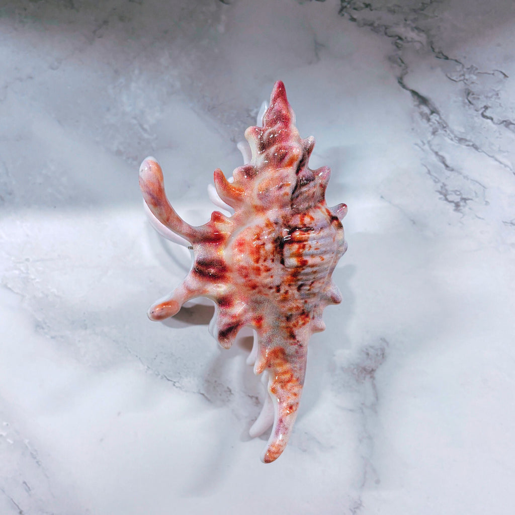 Velvet Claws Realistic Conch Shell Hair Claw in Natural Brown and White
