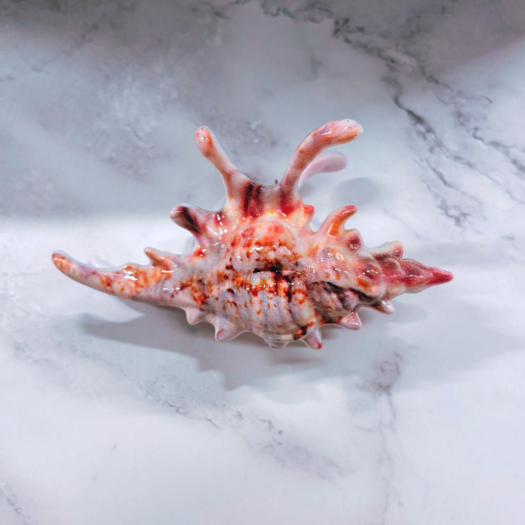 Velvet Claws Realistic Conch Shell Hair Claw in Natural Brown and White